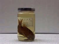 藏品(梭地豆娘魚)的圖片
